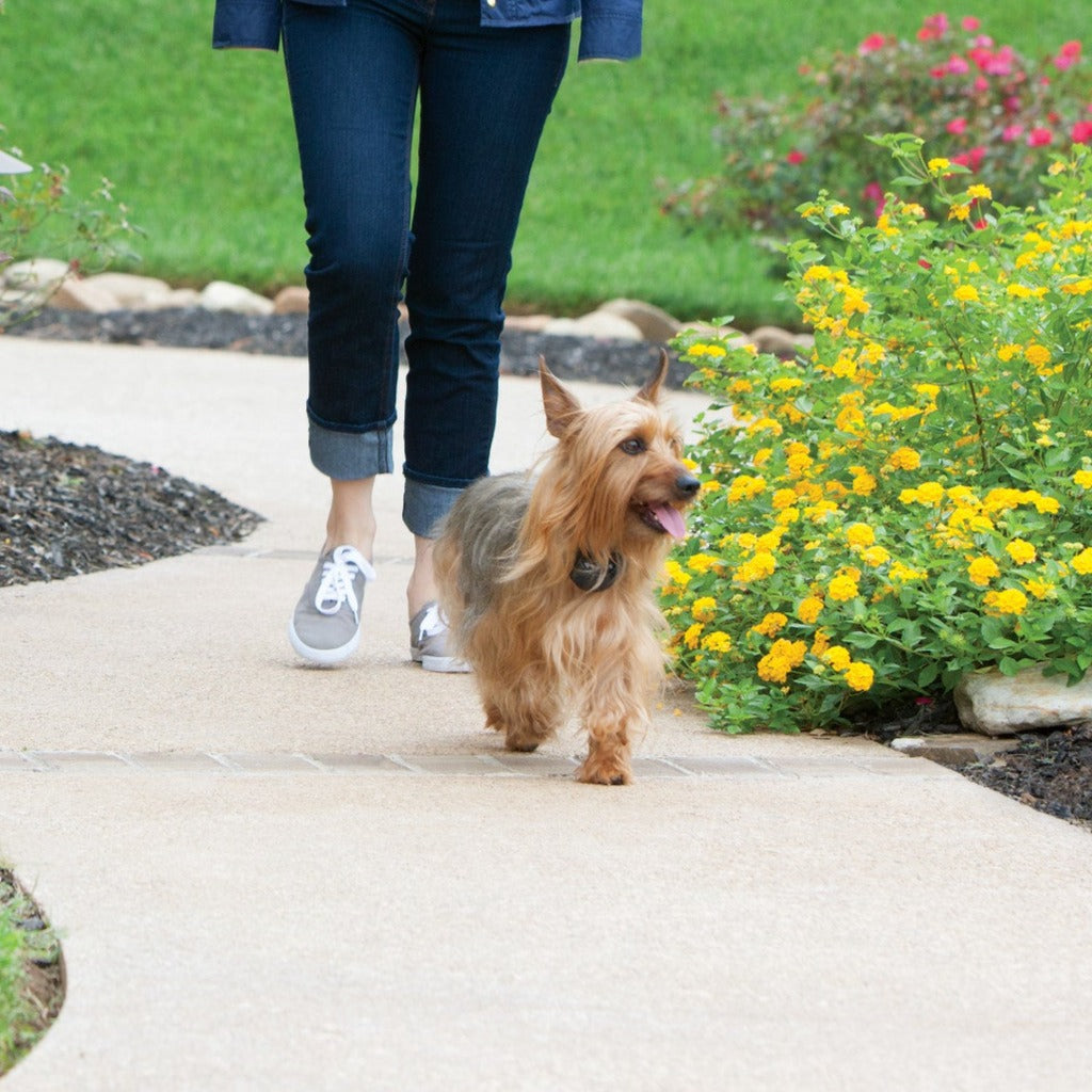 PetSafe Stay & Play - Valla inalámbrica para perros obstinados - de la  marca Parent Company de la valla invisible – Cerca eléctrica para mascotas  por encima del suelo