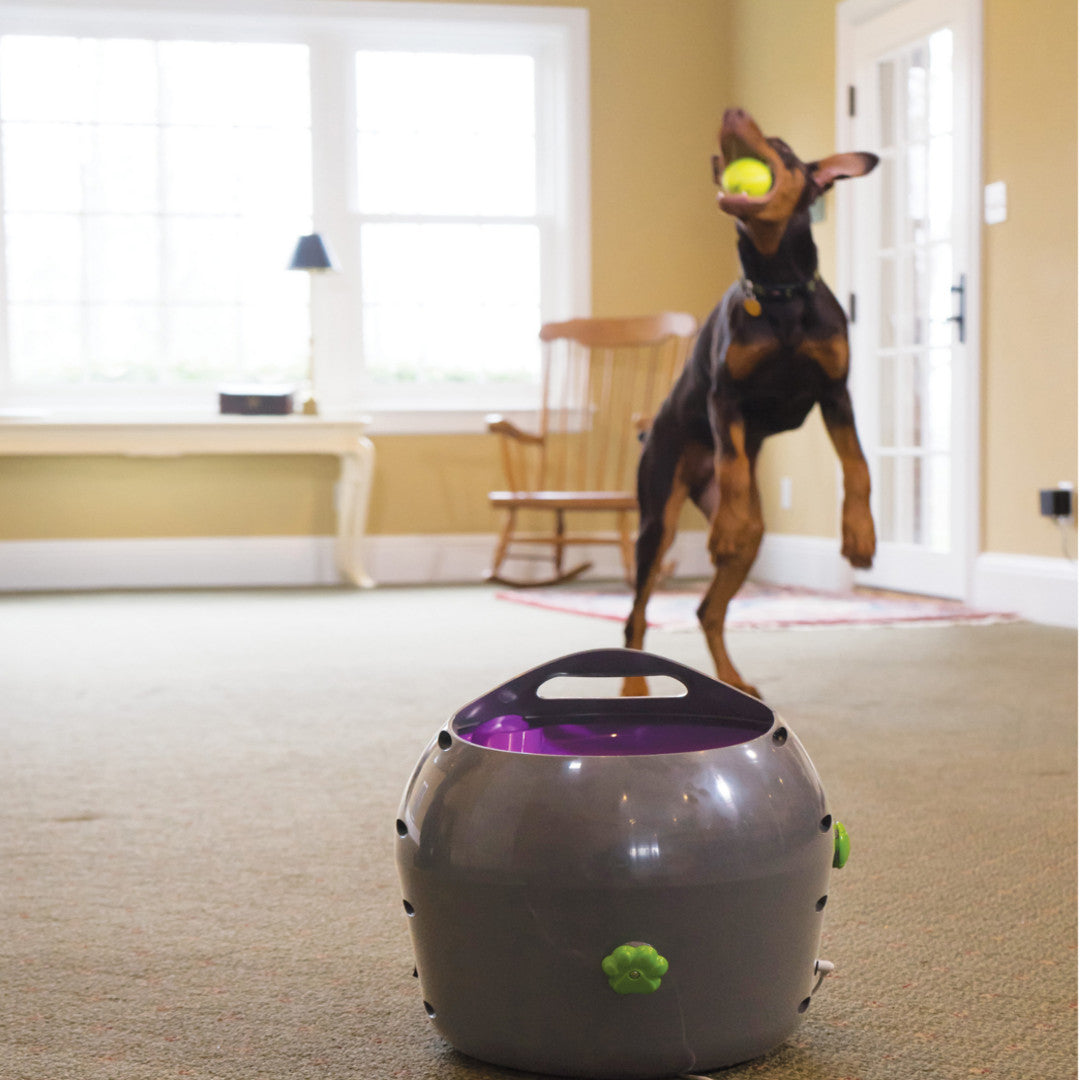 Lanzador Automático de Pelotas para Perros PetSafe, Juguete Interactivo para  Ejercicio Canino – Shopavia