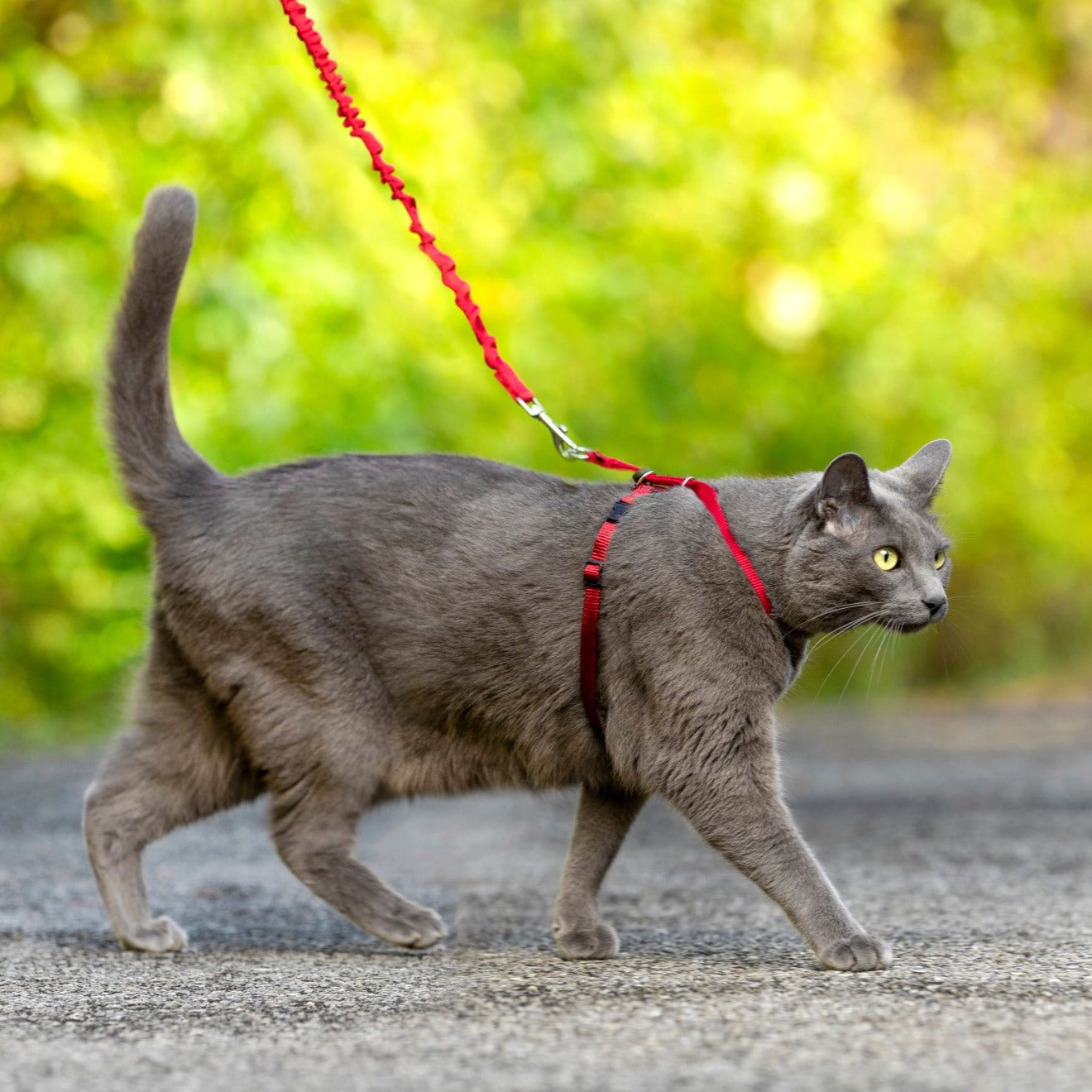 Arnés Catwalk para gatos